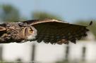 Roofvogels
